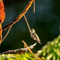 Nature and More