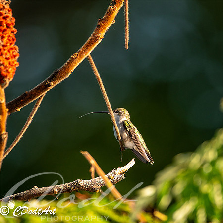 Catching Dewdrops