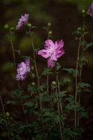 _JJW1650