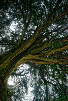 DSC_0530_HDR_edit