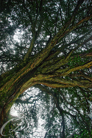 DSC_0530_HDR_edit