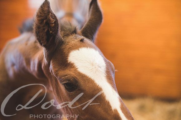 _BEK2339-2-Edit