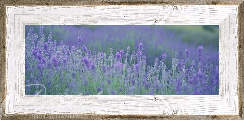 lavendar barnwoodframe
